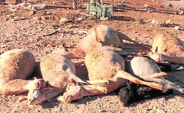 Las ovejas muertas en la explotación en la pedanía de Sucina./A. S.