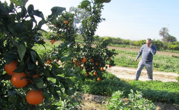 Cultivo de naranjas en la Región.