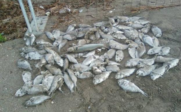 Doradas muertas este viernes en una playa de Los Alcázares.