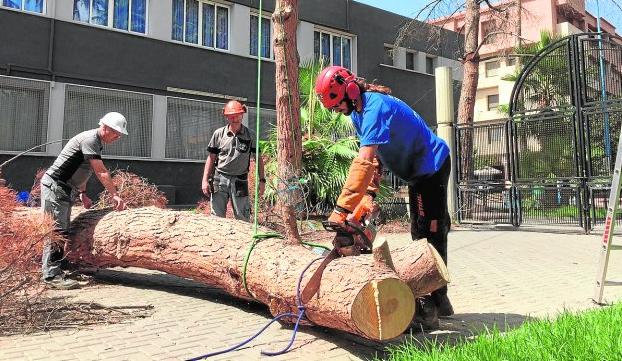 Operarios del servicio de Parques y Jardines, cortando uno de los pinos.