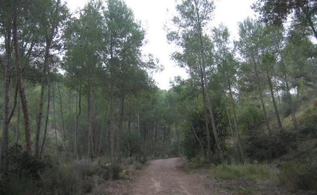 El camino, rodeado de árboles./
