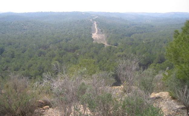 El tupido bosque de pinos que cubre el coto de Los Cuadros./
