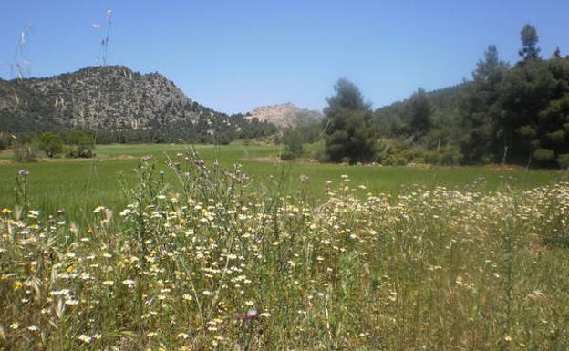 Prados y flores en la Sierra del Quípar, junto a la carretera.