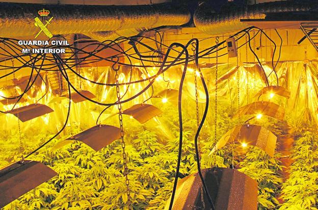 Las plantas de marihuana en la nave descubierta en Calasparra./G C.