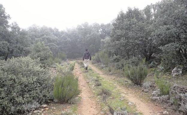 Un senderista atraviesa el chaparral de Bajil camino del Rincón de los Huerto./