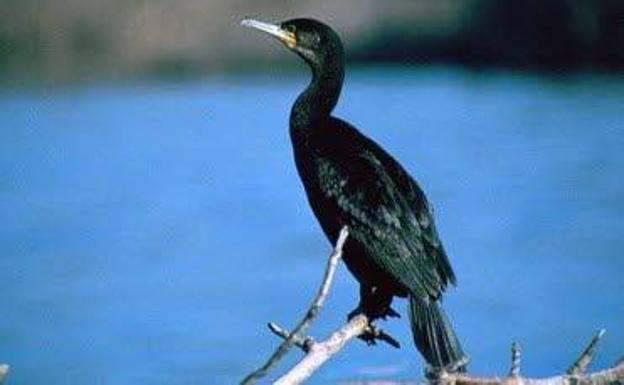 Cormorán grande.