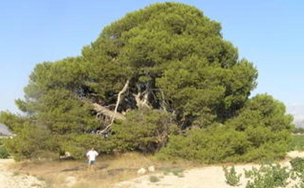 Pino de las Águilas (Campo de Cagitán, Mula).