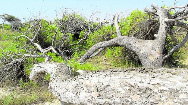 Uno de los árboles del Pinar de Coterillo, en San Pedro. / J. Carrión