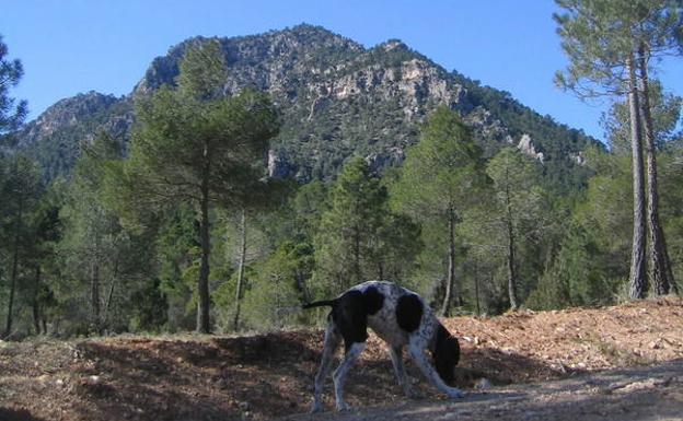 Escarpes de la Sierra del Gavilán, desde el cruce del Barranco de la Solana./