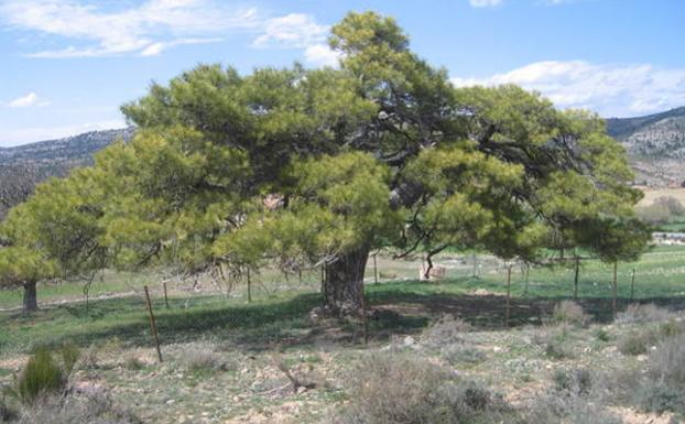 Un gran pino blanco o salgareño convertido en refugio para el ganado./