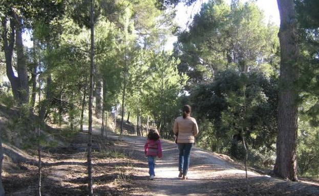 Paseando entre los árboles.
