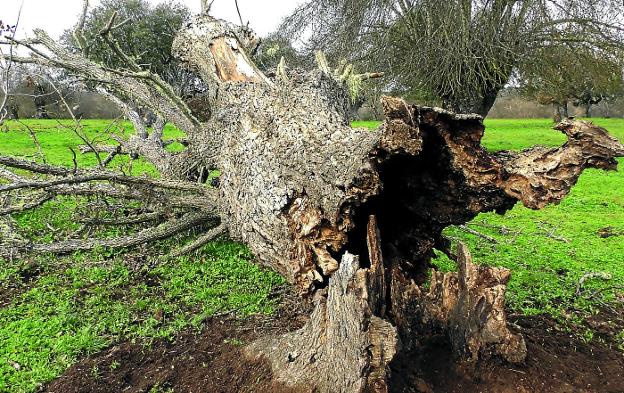 Las plagas que sufren las encinas del campo salmantino y extremeño ponen en peligro el futuro de las dehesas.
/Toni Teles / EFE