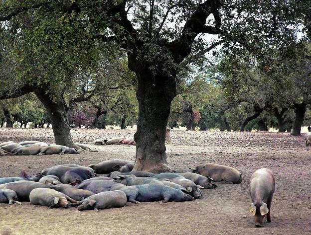 Cerdos de pata negra descansan bajo las encinas de Extremadura mientras disfrutan de la montanera, el engorde en libertad./Corina Arranz