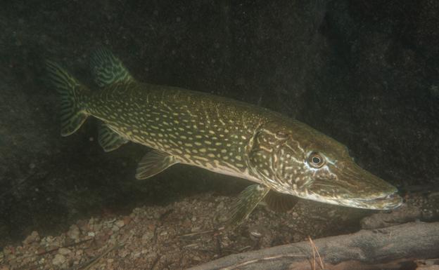Ejemplar de lucio o 'Esox lucius'. Esta especie atrapa sus presas al acecho, escondida entre la vegetación acuática realiza ataques rápidos y letales tanto en aguas someras como profundas.