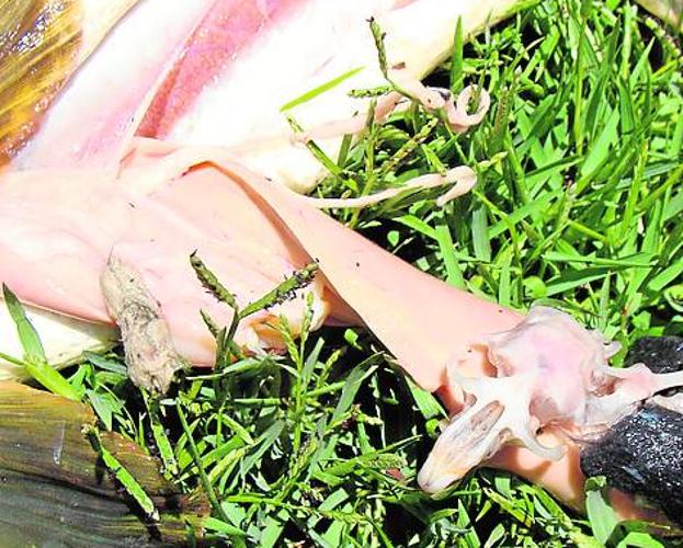 En la imagen se aprecia el cráneo y otros restos de una rata de agua (‘Arvicola sapidus’) parcialmente digerida hallados en el estómago de un lucio capturado en el río Segura, a la altura de la presa del Cenajo.