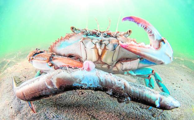 La jaiba o 'Callinectes sapidus'. Es una especie procedente de estuarios y marismas de la costa atlántica de América. Es muy voraz y agresiva, y se alimenta de todo tipo de presas. En la imagen se observa un ejemplar de jaiba alimentándose de una anguila ('Anguilla anguilla'), especie en peligro crítico de extinción.