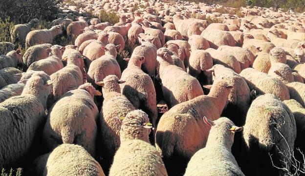 Rebaño de ovejas recorren una vía pecuaria
/UMU