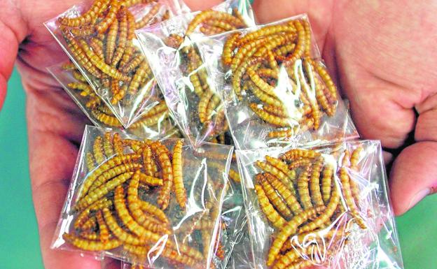Insectos a la venta en el mercado de La Boquería, en Barcelona, en una imagen de archivo. / r. c.