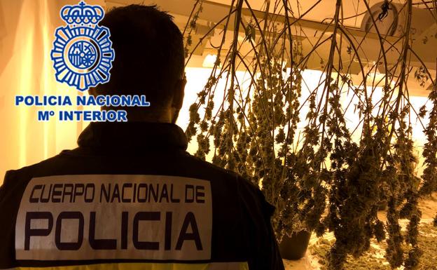 Un agente observando las plantas de marihuana./Policía Nacional