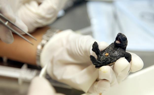 Cría de tortuga.
