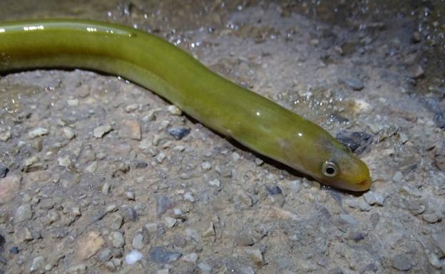 Juvenil de anguila capturado en un canal de drenaje, en Cartagena.