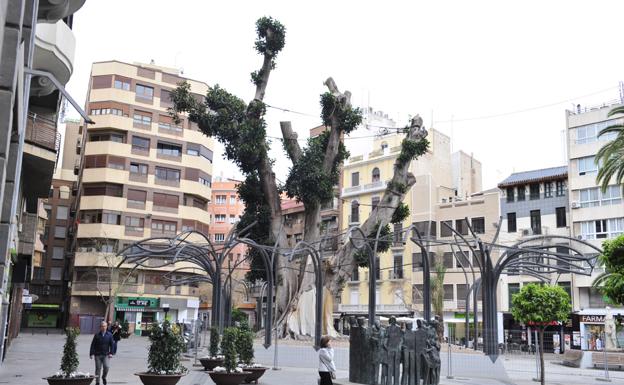 Cicatrices a la vista en el árbol de Santo Domingo, ayer, pese a que ha reverdecido./Vicente Vicéns / AGM