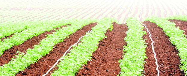 Regaber es especialista en agricultura de precisión, siendo pionera en riego por goteo. REGABER/