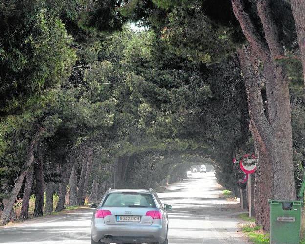 Un vehículo circula por la N-301, hacia El Albujón, entre dos hileras de pinos de gran porte./Antonio Gil/ AGM
