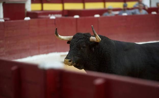 El toro 'Limpiador'. de 472 kilos, devuelto por cojear de los cuartos traseros. 