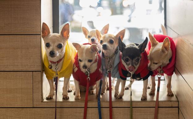 Este es el nombre de perro preferido por los murcianos en 2022