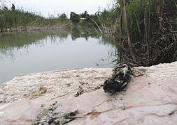Excremento de nutria junto al río, en Barriomar (al fondo, puente de la autovía sobre el Segura). :: ANSE/
