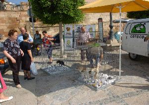 MASCOTAS. Foto de archivo de la campaña de adopción realizada otros años. / PACO ALONSO / AGM/