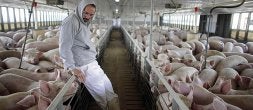 Un ganadero, en su granja de cerdos en la capital de México, preocupado por los resultados que tendrá su industria. /ALEXANDRE MENEGHINI/