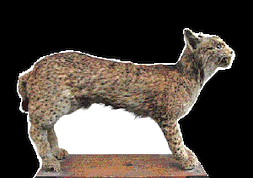 El lince disecado que puede verse en el Aula de Naturaleza del Coto de la Sierra de Salinas (Yecla). :: ÁNGEL ALONSO/