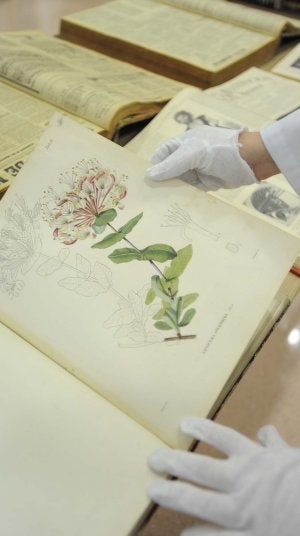 A todo color. Grabado del 'Voyage botanique dans le midi de l'Espagne pendant l'anne 1837', de Boissier. ::
GUILLERMO CARRIÓN / AGM/