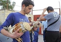 Tres detenidos por intentar robar los gallos incautados en Sangonera