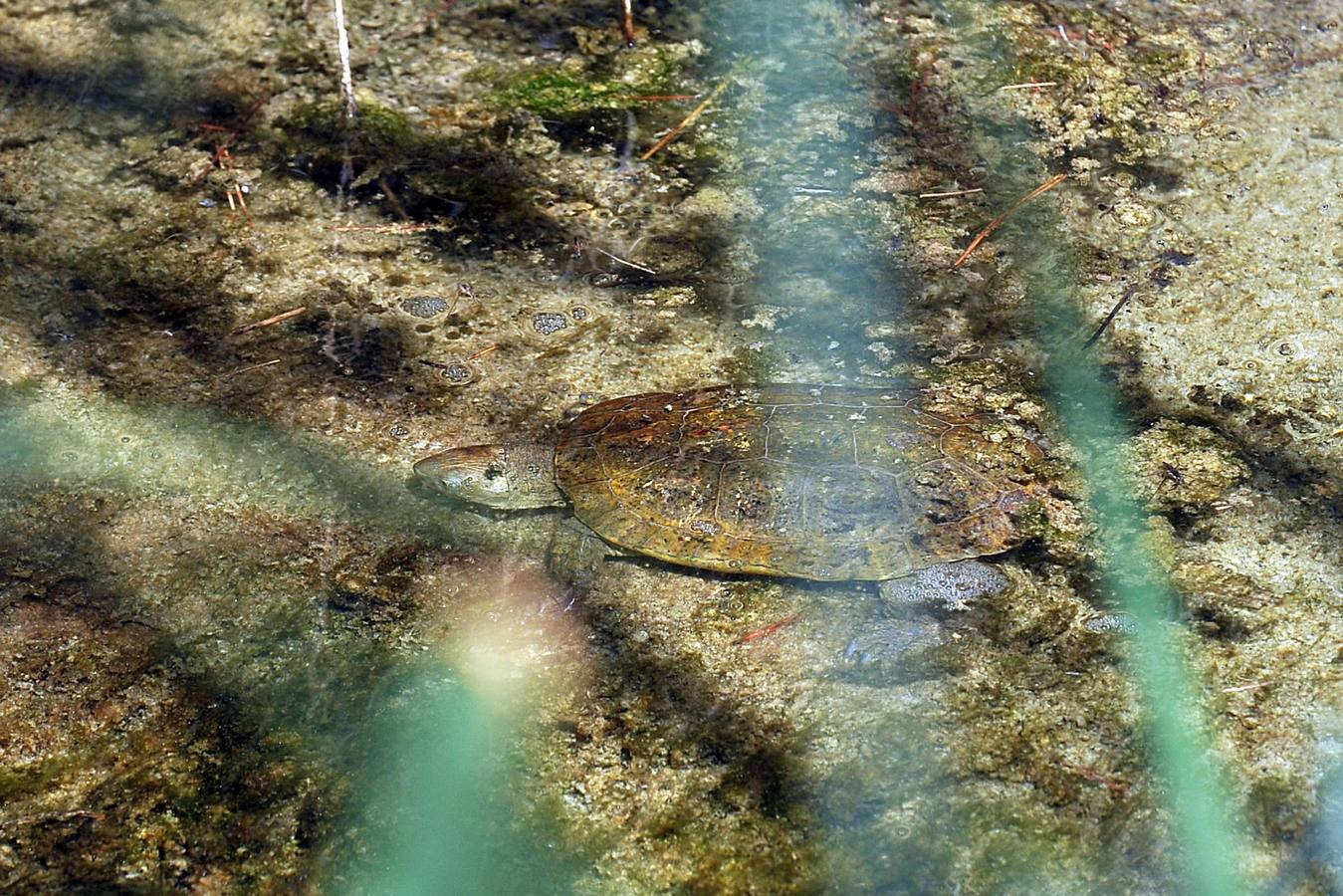 Un baño de naturaleza - laverdad.es