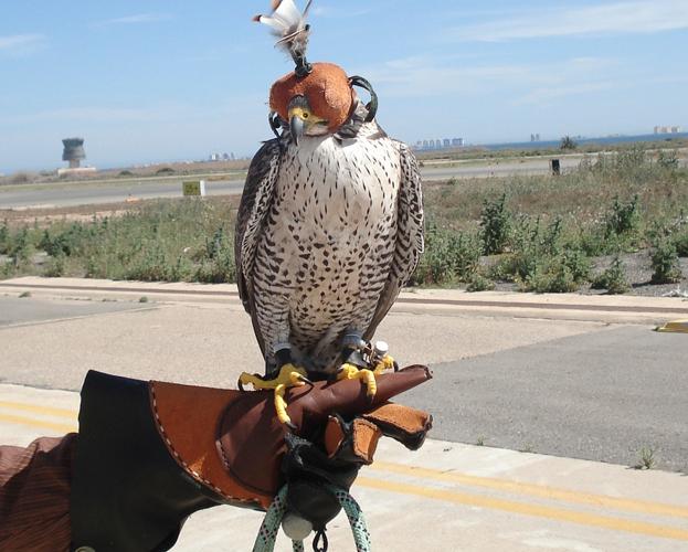 Doce halcones 'barren' el espacio aéreo del aeropuerto para evitar accidentes