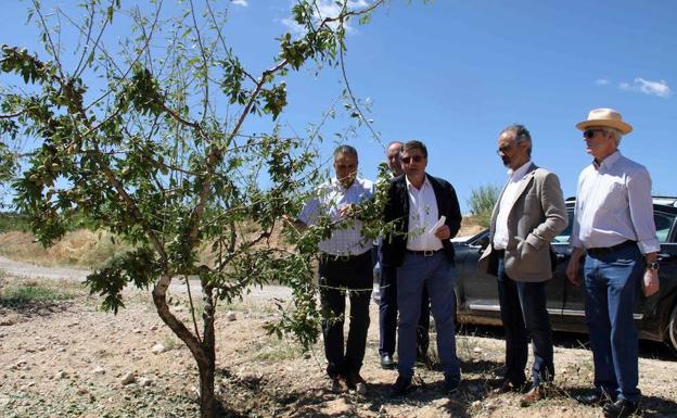 La tormenta de granizo dejó importantes daños en unas 6.000 hectáreas de terreno y destrozó unas 20.000 toneladas de cultivos en las pedanías Caravaca