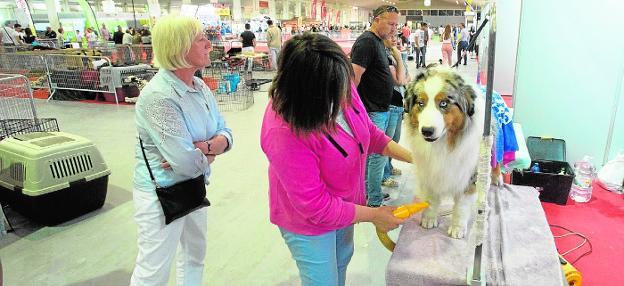 La Exposición Internacional Canina reúne miles de mascotas en Ifepa