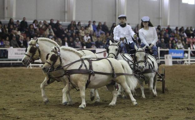 El mundo ecuestre acude a Equimur con casi 400 caballos de pura raza