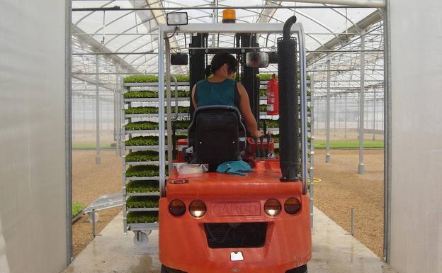 Torre Pacheco celebra las primeras olimpiadas agrarias