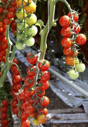 Guarnición de cherrys