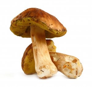 Boletus secos