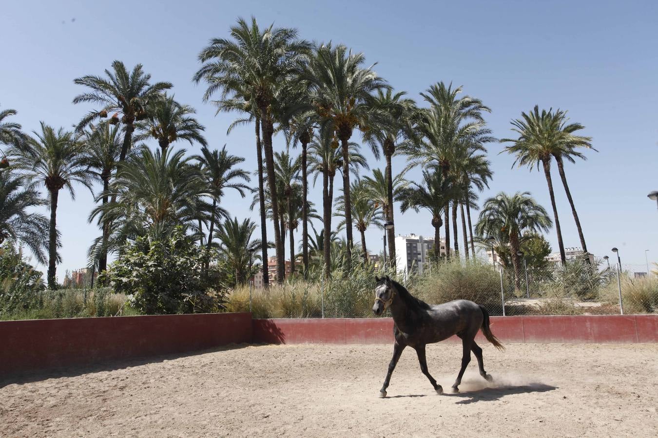 Un acuerdo con Profusa permite incorporar al patrimonio municipal el palmeral de Zaraíche