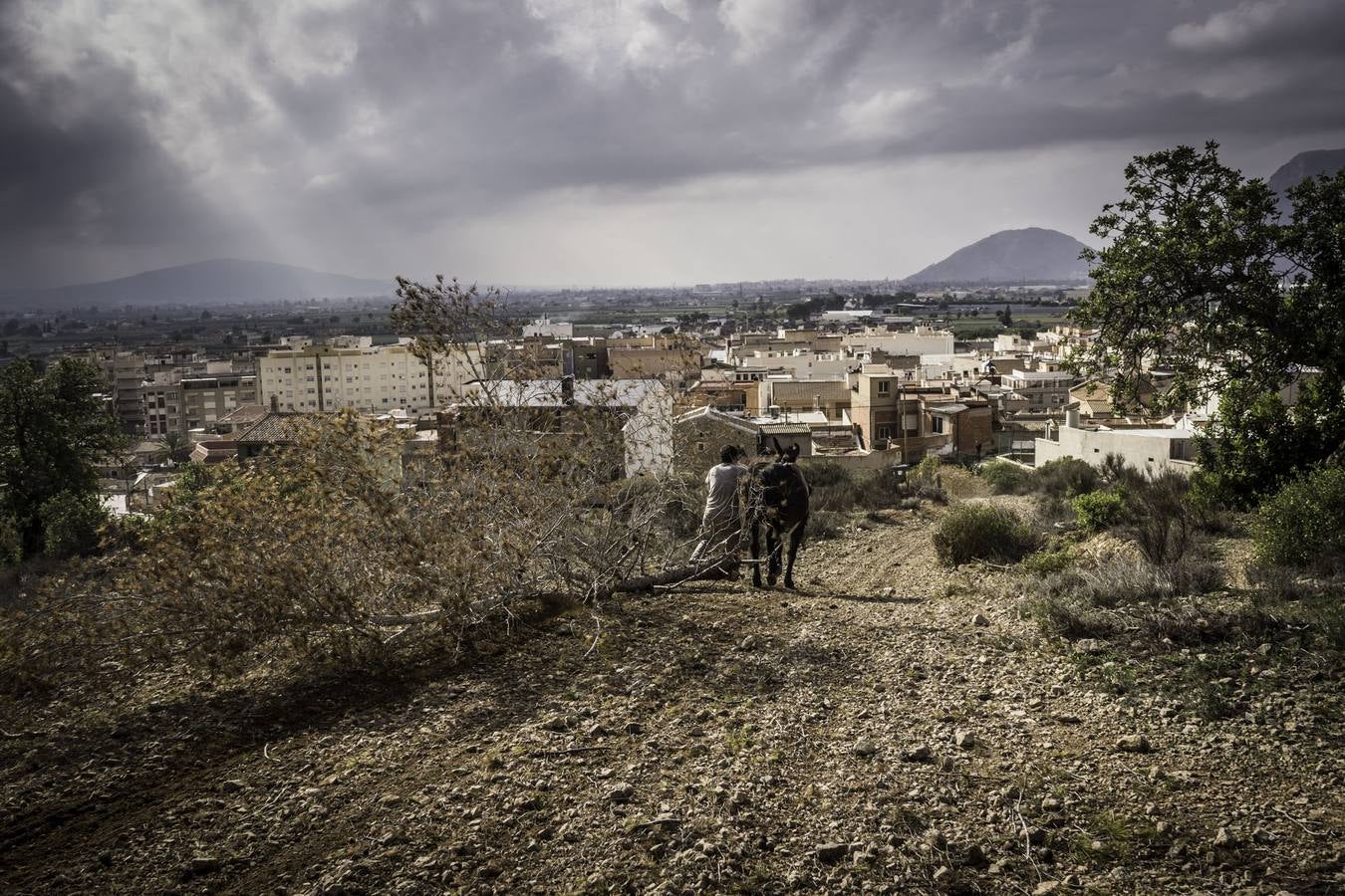 El trabajo de los mulos en la Sierra de Redován