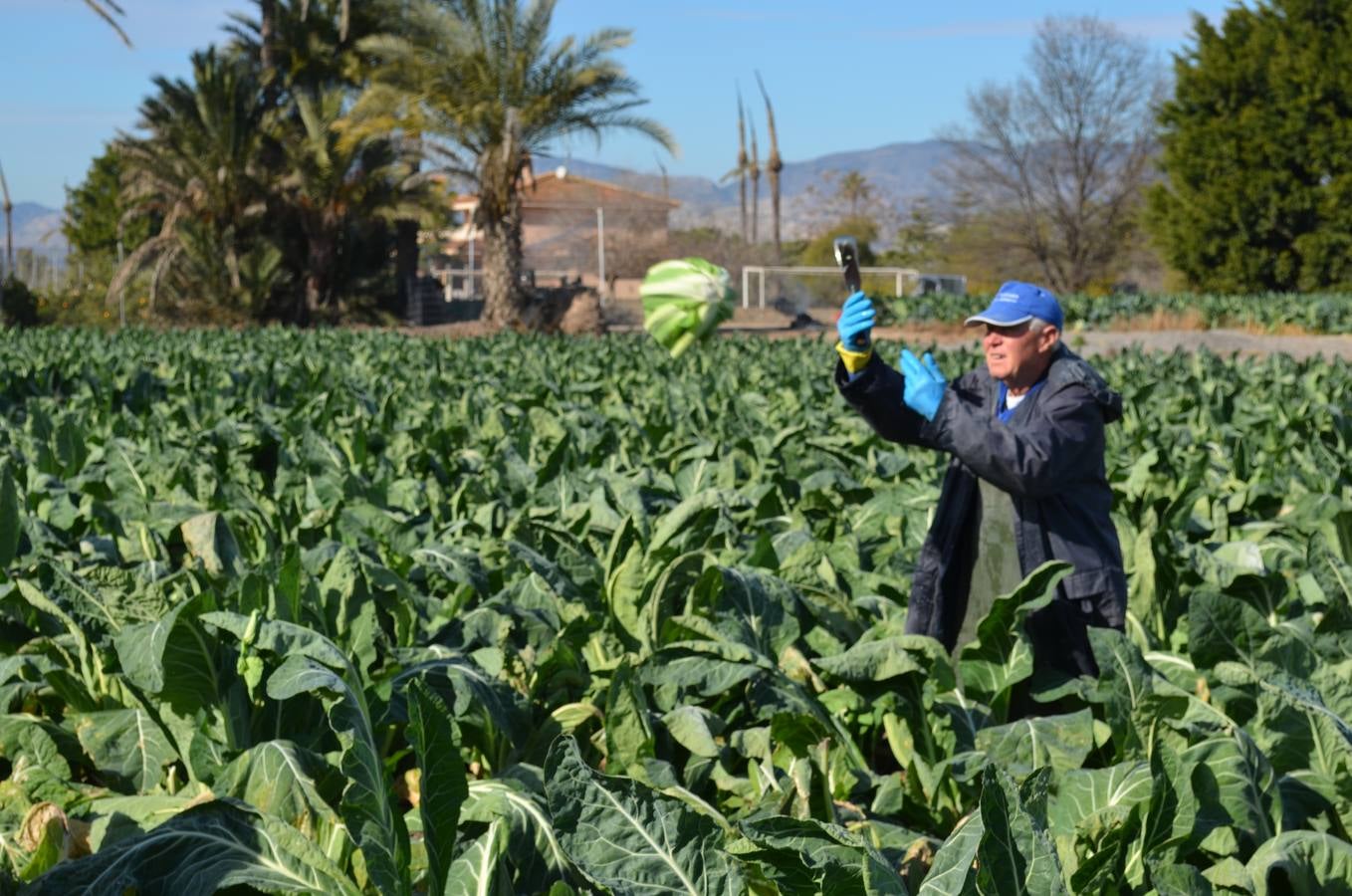 La agricultura local gana peso en Elche