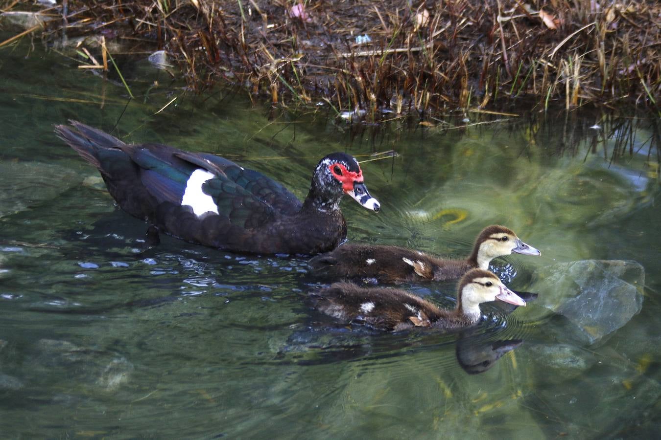 Batallón de limpieza en los parques de Murcia