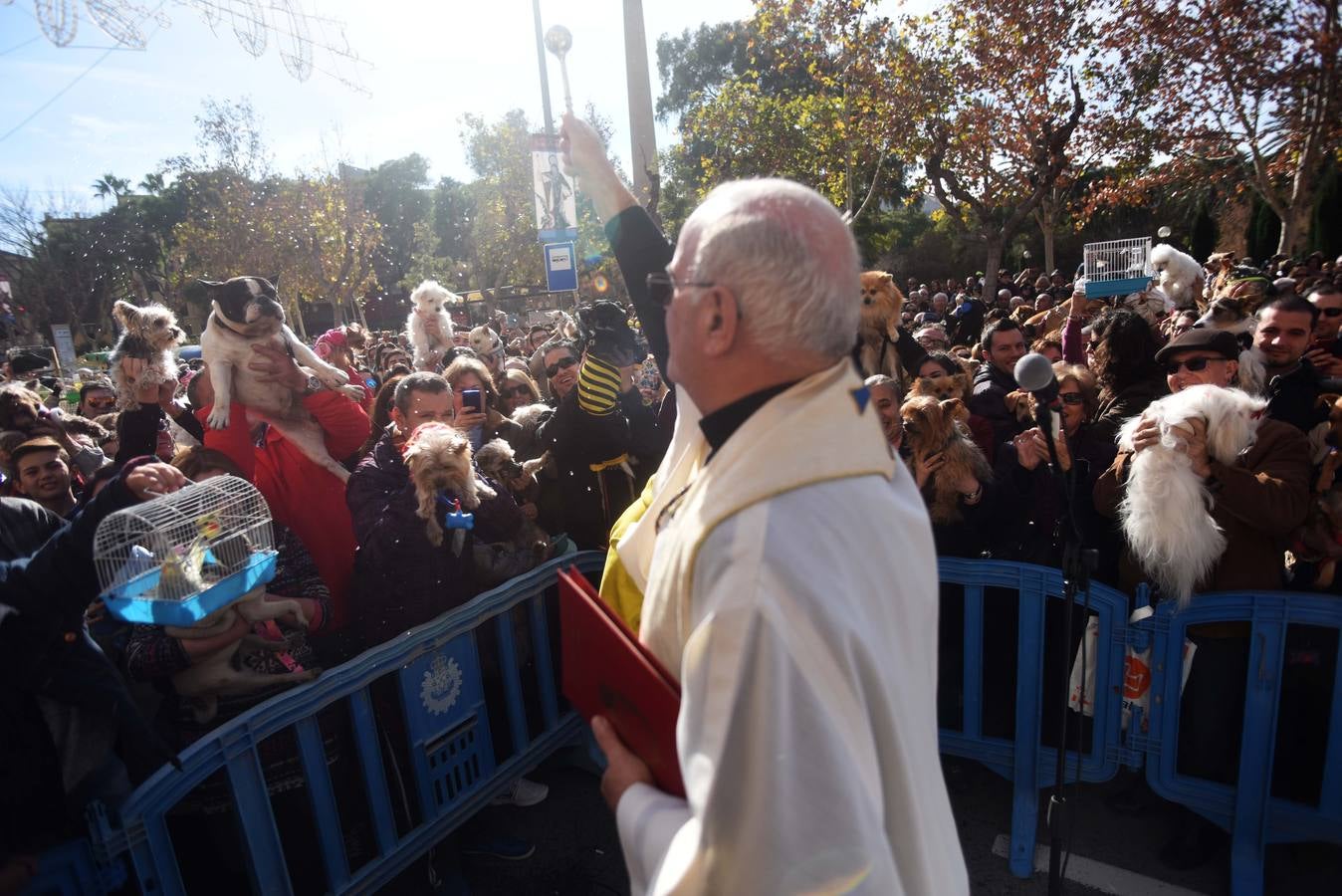 Devotos de cuatro patas al encuentro de su patrón en Murcia