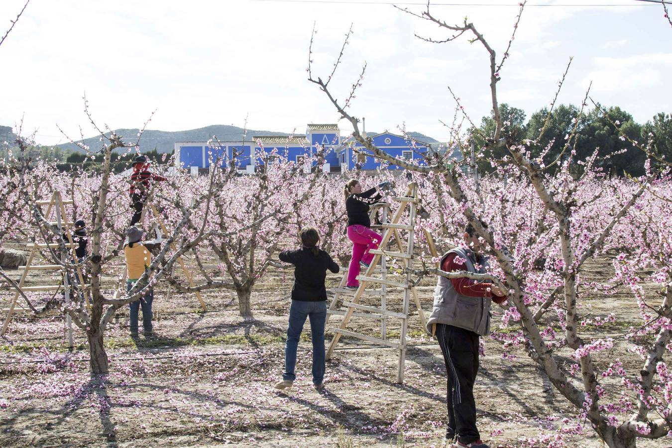 La anunciada ola de frío amenaza los frutales